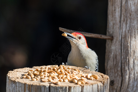 红腹啄木鸟从木桩上吃花生图片