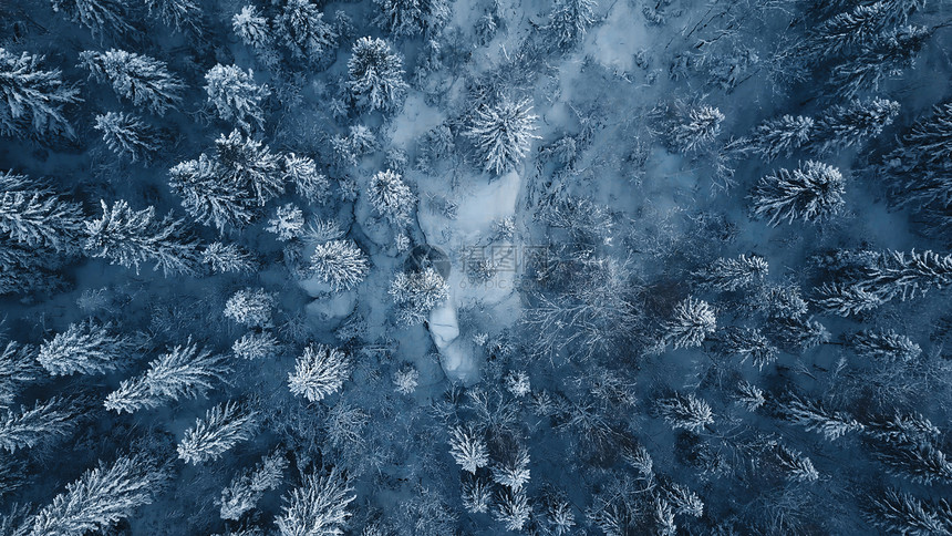 在立陶宛冬季暴风雪过后积雪覆盖长青树图片