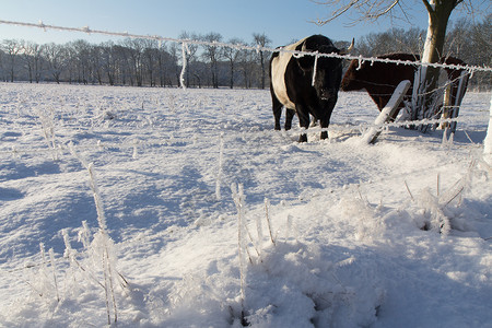 雪地里有几头牛图片