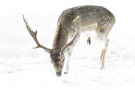 小鹿在冬天的田野里摆姿势图片