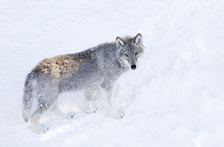 在加拿大冬季雪中漫步的白色背景孤立于白种背景的一只独木狼或灰狼Canis背景