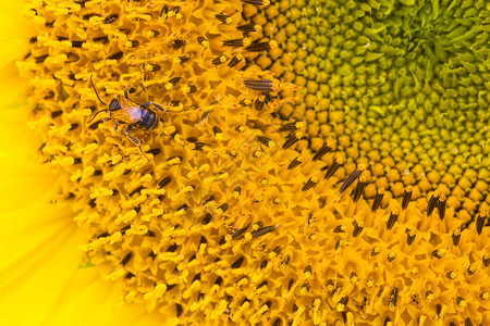 工作在向日葵的小蜜蜂图片