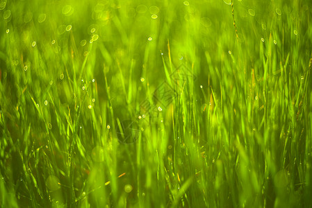 绿草生动的背景和晨露滴图片