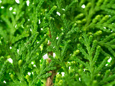 Chimese侧柏或东方侧柏树的绿叶Thujaorientalis图片