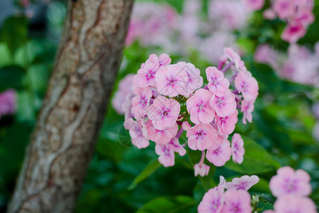 花园里的粉色天竺葵或天竺葵图片