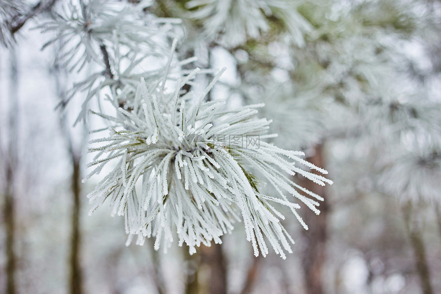 冬季景观云杉的树枝上有大量的积雪从天而降图片