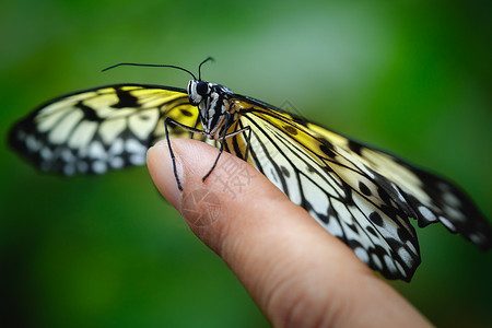 手指自然背景上的蝴蝶图片