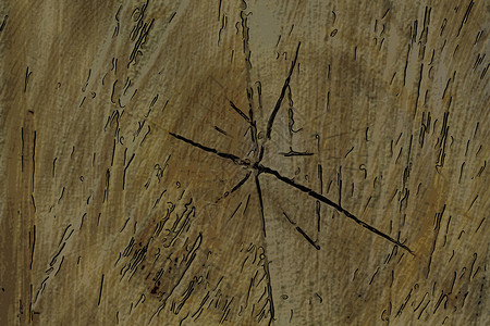 松木树桩纹理图片
