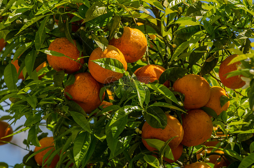 希腊多汁的新鲜橙子图片