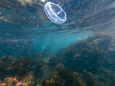 黑海蓝色海水中的水下母鱼和太阳光色图片