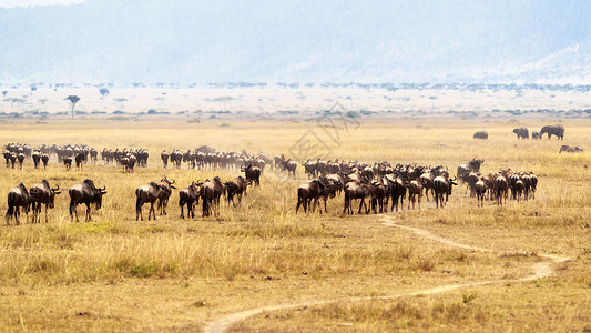 肯尼亚开阔平原的野生牛群图片