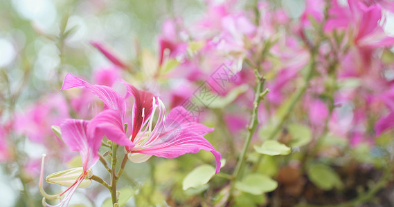 树上的紫荆花特写图片