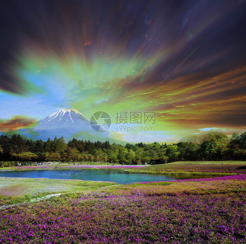 与佐仓粉红苔草或樱花盛开的日本藤田山日马纳希举图片