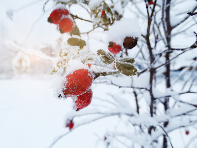 圣诞水果在树枝上的雪中图片