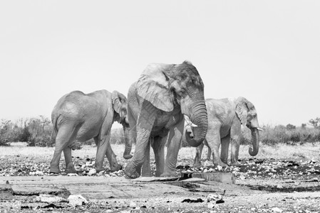 三个非洲公牛大象Loxodonta图片