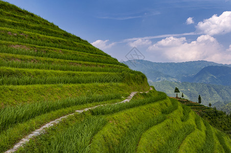 广西省达海村附近长城水稻台风景美背景图片