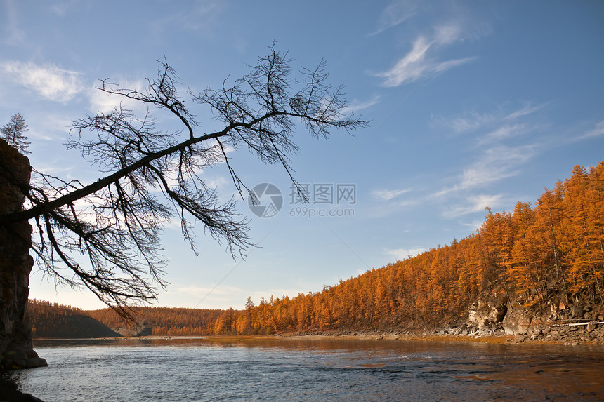 天空中河流上落叶松木的轮廓在秋天钓鱼时在西伯利亚河上景观俄罗斯克拉斯诺亚尔斯克地区埃文基亚莫伊耶罗坎河岸的落图片