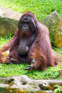 婆罗洲大猩的外表与苏门答腊大猩不同图片