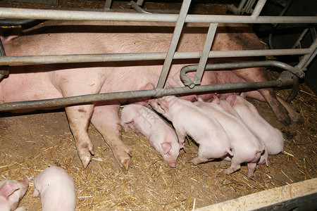 哺乳大工业猪场的新生仔猪生活在铁栅栏钢筋后有机背景图片