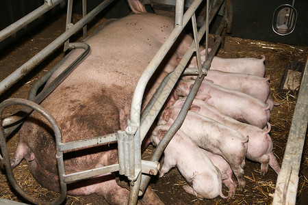 哺乳大工业猪场的新生仔猪生活在铁栅栏钢筋后有机图片