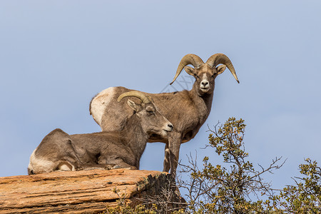 秋季车辙中的沙漠大角羊母和公羊背景图片