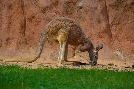 澳大利亚袋鼠午餐图片