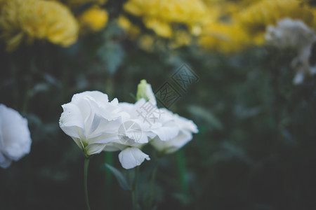 白桔梗德克萨斯蓝铃郁金香龙胆花园里盛开的花朵公园里的洋背景图片