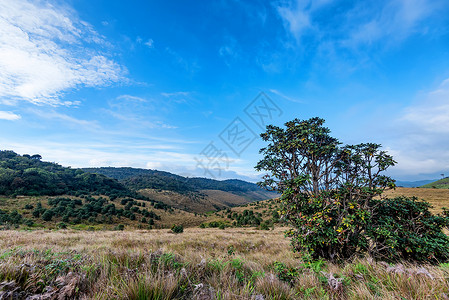 斯里兰卡霍顿平原公园前方的蒙坦纳草地和树林rhododendro图片