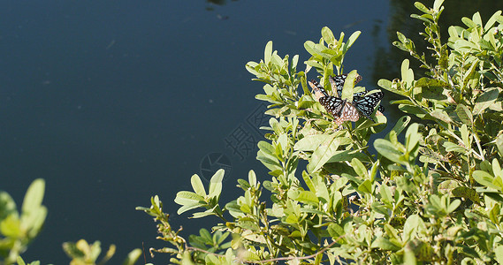 植物和水池上的蝴蝶图片