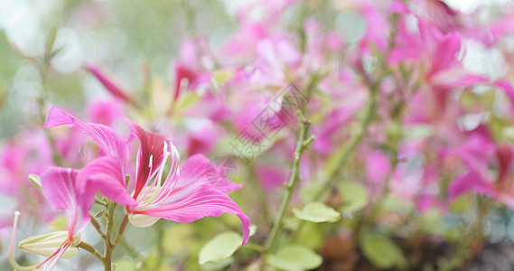 公园里的紫荆花特写图片