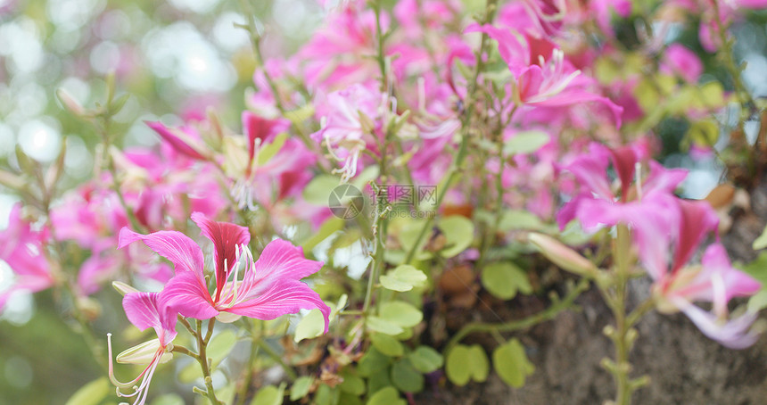 花园中的紫荆花特写图片