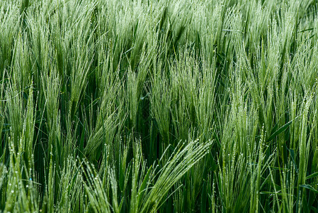 绿色大麦上贴近露地滴落的绿麦子图片