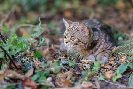 苏格兰直猫的小猫图片