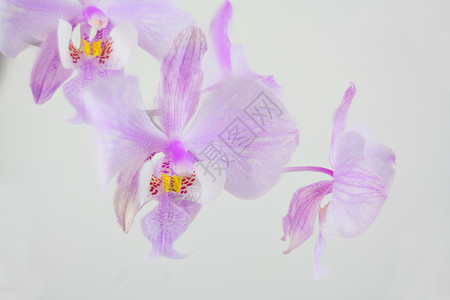 美丽的稀有兰花在白高清图片