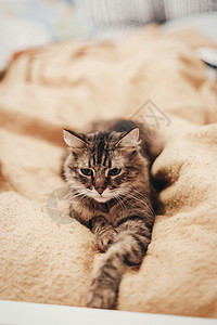 可爱的猫在时尚房间的黄色床上休息图片