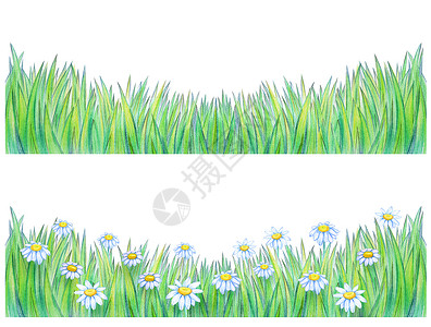 绿草和带甘菊的青草与隔图片