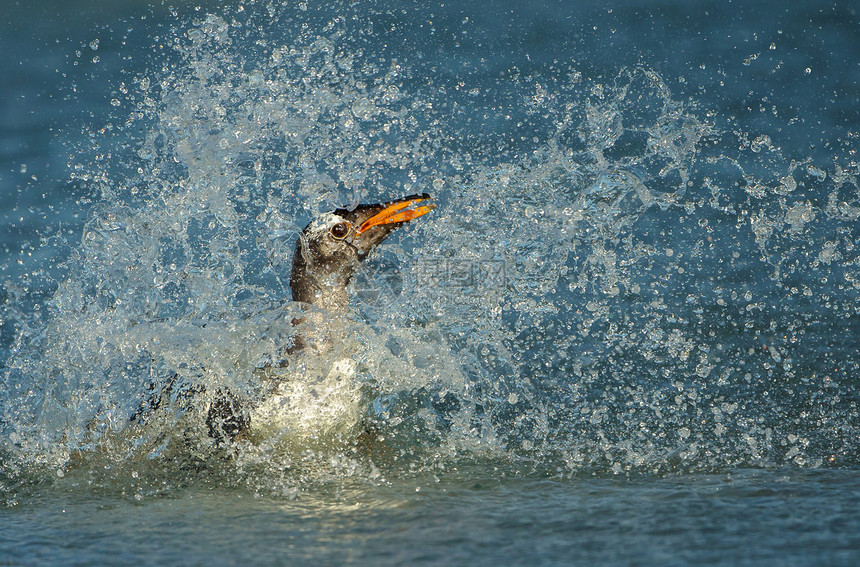 在大西洋的金图企鹅潜水在福克兰群岛图片