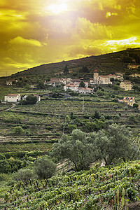 葡萄牙杜罗河地区的葡萄园葡萄牙村庄的葡萄栽培在美丽的绿色藤蔓的华图片