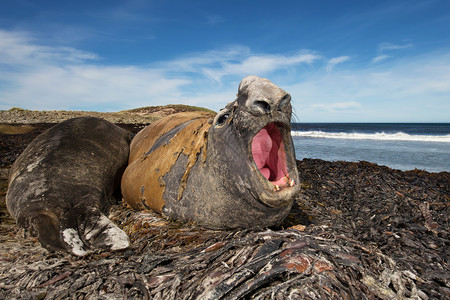 海藻和咆哮的南大象海豹位于福克兰群岛图片