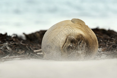 南大象海豹的近身在福克兰群岛沙滩上睡在图片