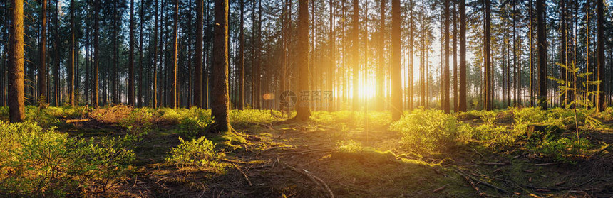 日落时阳光照耀着深森林图片