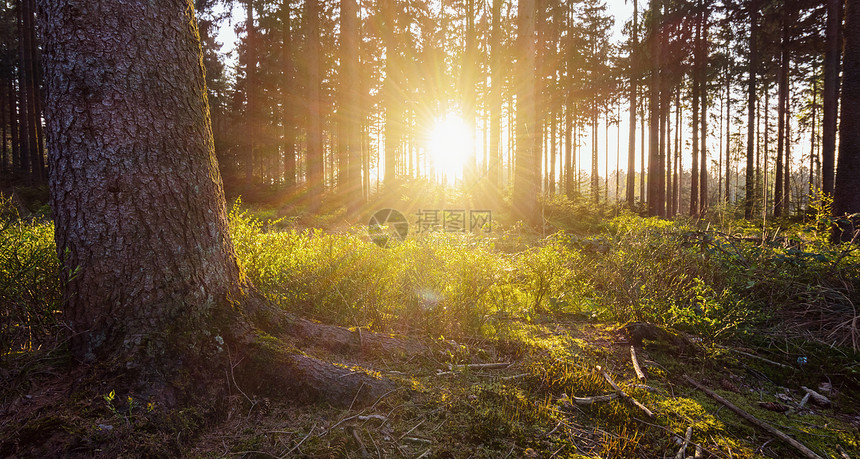 夏季日落时阳光照耀在深木林中网站和杂图片