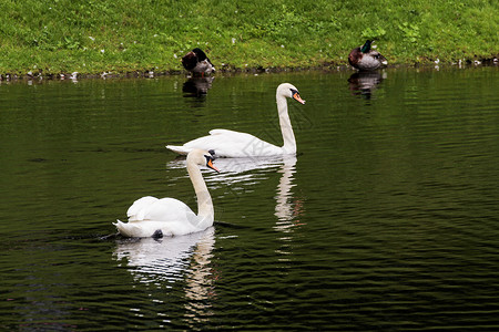池塘上的白天鹅和其他水禽图片