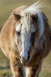 小马Equusfaruscallus前视闭关图片
