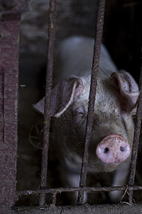 猪养殖场猪饲养图片