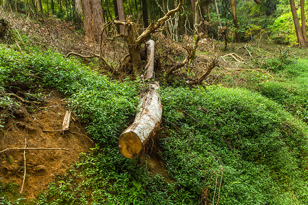 湿草地及亚黑山和蒙丹森林Horton平原斯里兰卡Eco公图片