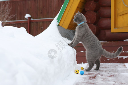 一只苏格兰纯种小猫在冬天玩橡皮球图片