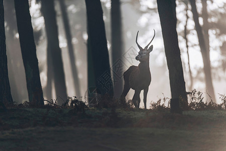 红鹿与尖鹿角站立在迷雾图片