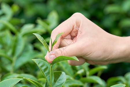 亚洲女人手从茶园里捡茶叶图片