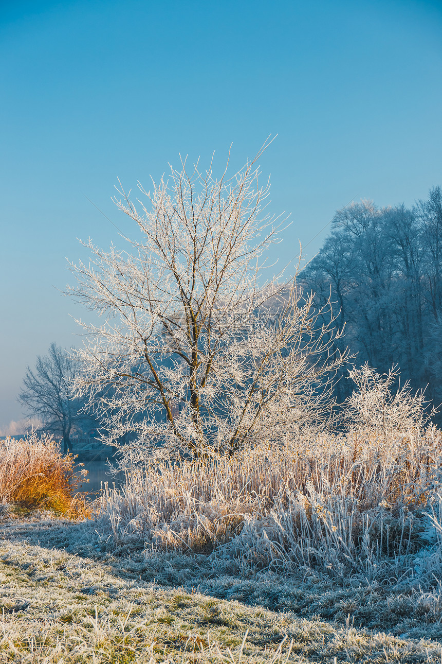 冬季风景河流和树木图片